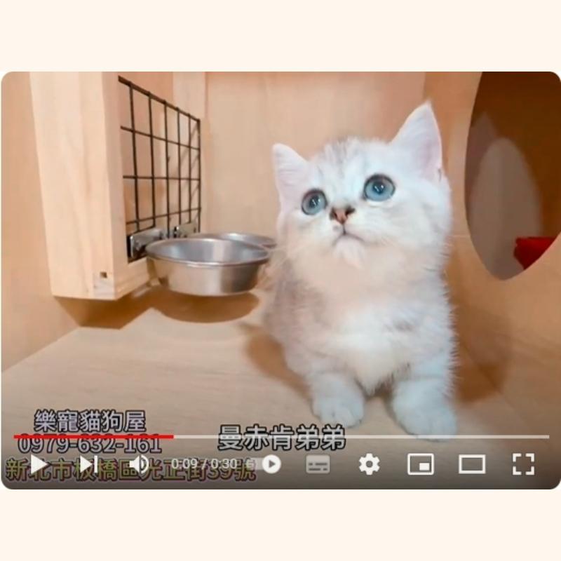 曼赤肯弟弟,曼赤肯,曼赤肯幼貓