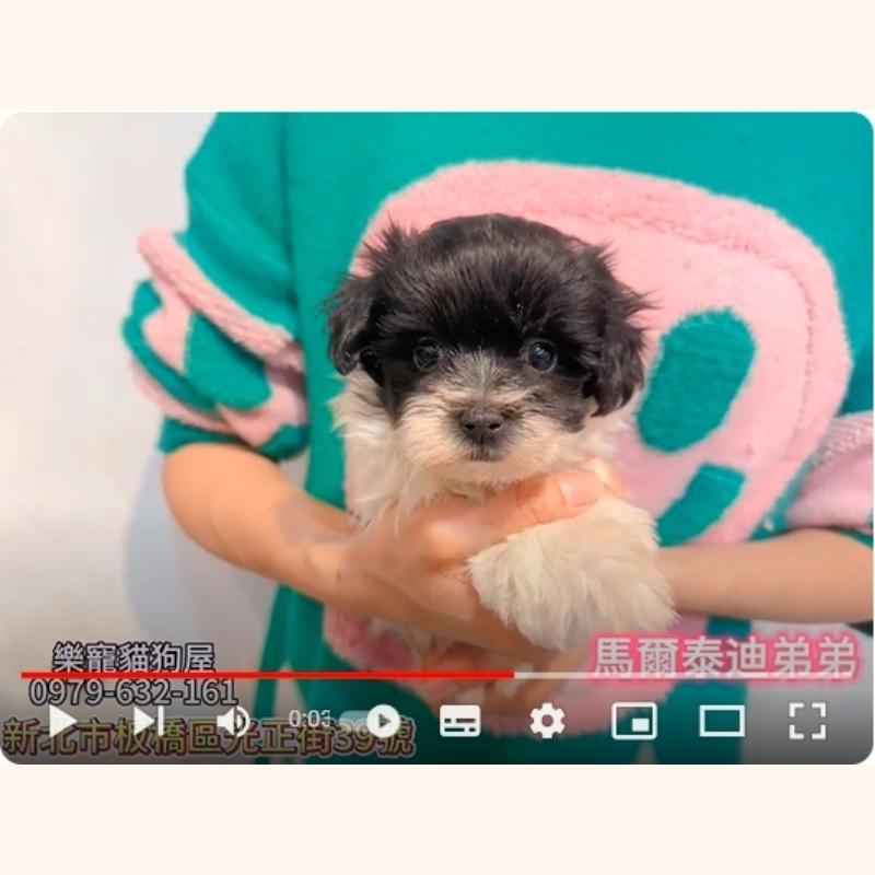 馬爾泰迪弟弟
