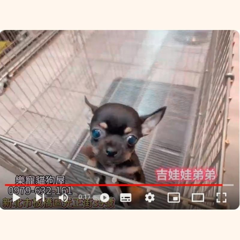 吉娃娃弟弟,吉娃娃,吉娃娃幼犬