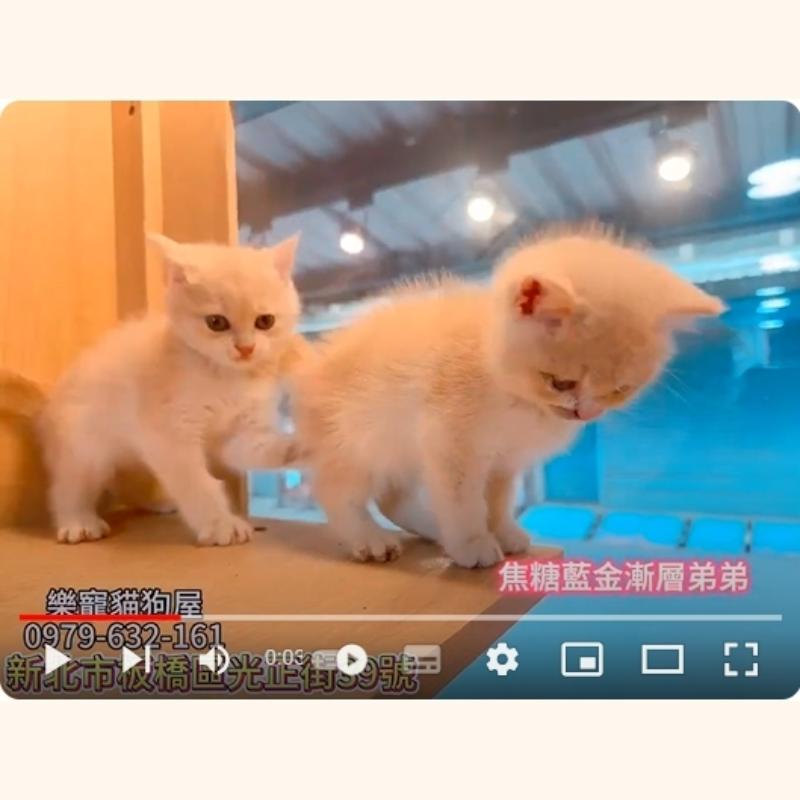 焦糖藍金漸層弟弟