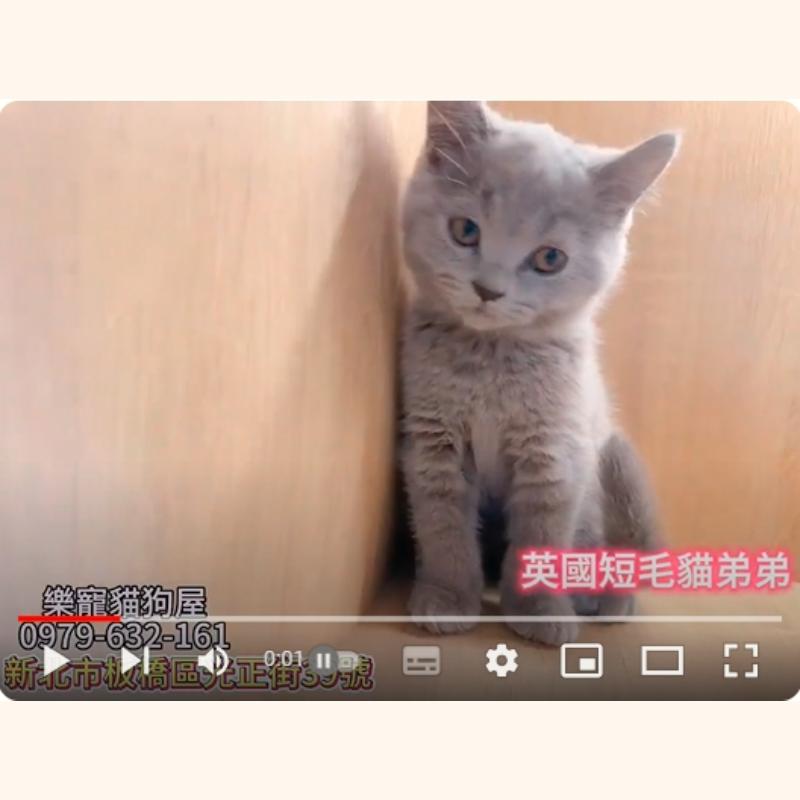 英國短毛貓弟弟,英短,英短幼貓