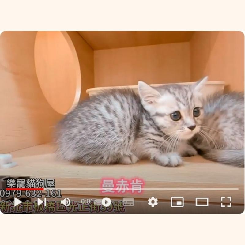 曼赤肯,曼赤肯幼貓