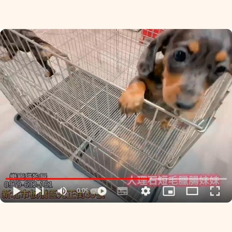 大理石短毛臘腸妹妹,臘腸,臘腸幼犬