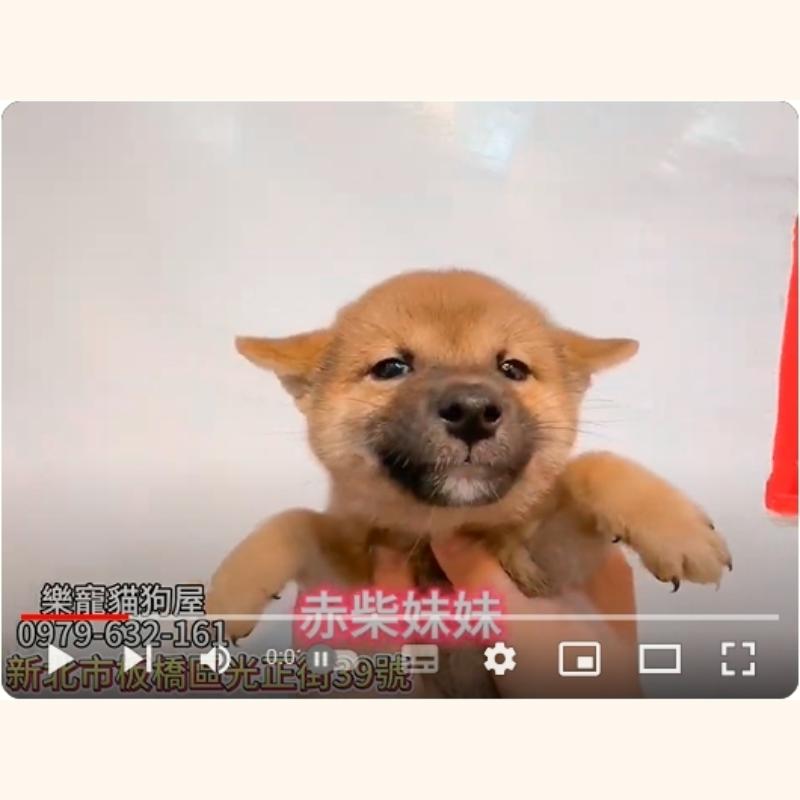 赤柴妹妹,柴犬,柴犬幼犬
