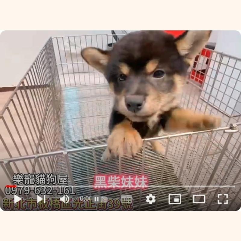 黑柴妹妹,柴犬,柴犬幼犬