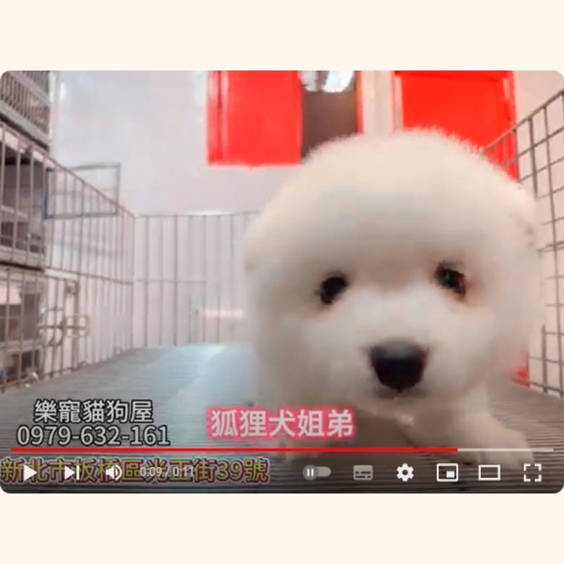 狐狸犬姊弟,狐狸犬,狐狸犬幼犬