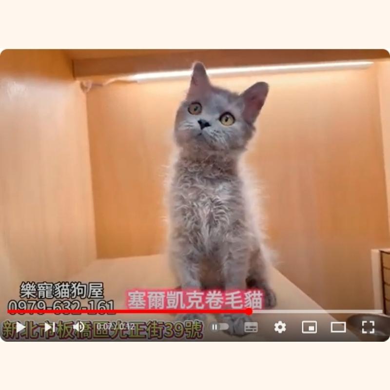 賽爾凱克捲毛貓,賽爾凱克,賽爾凱克幼貓