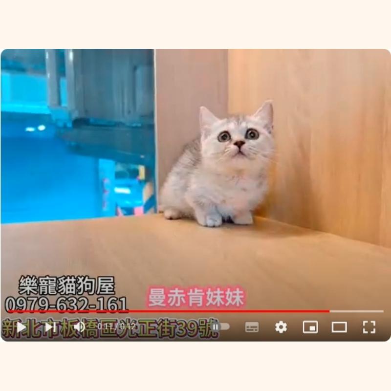 曼赤肯妹妹,曼赤肯,曼赤肯幼貓