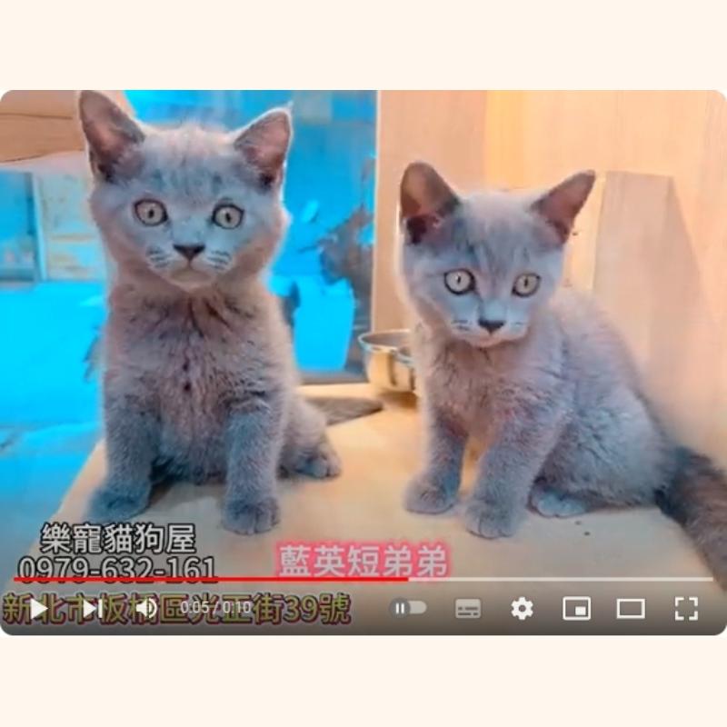 藍英短弟弟,英短,英