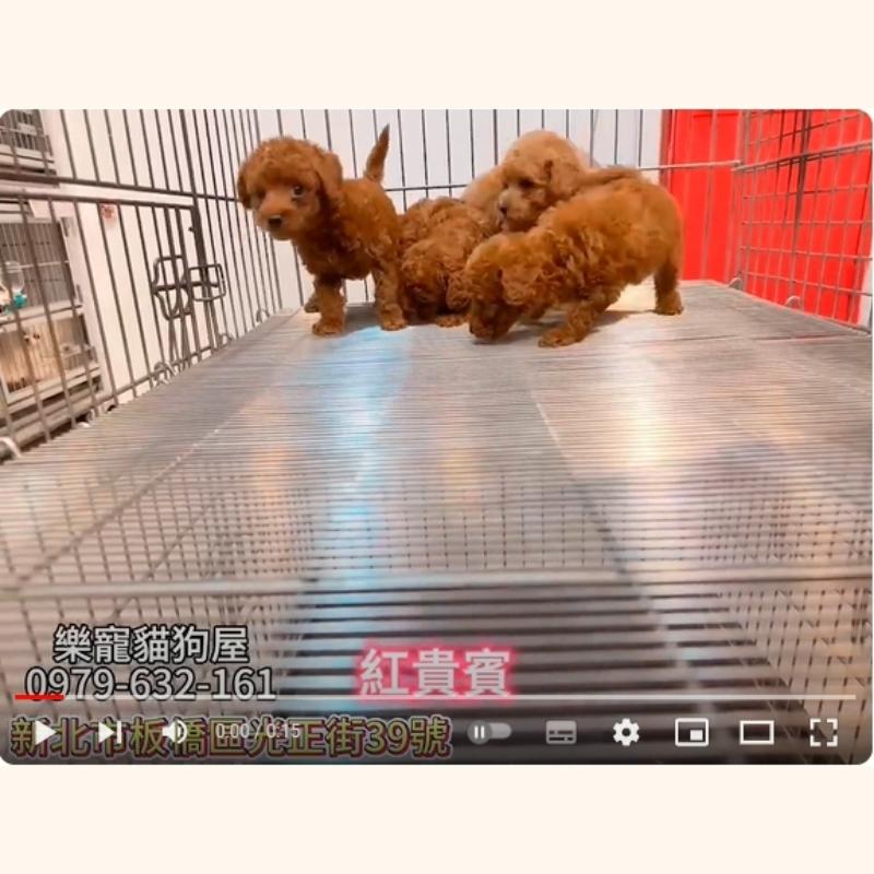 紅貴賓,貴賓,貴賓幼