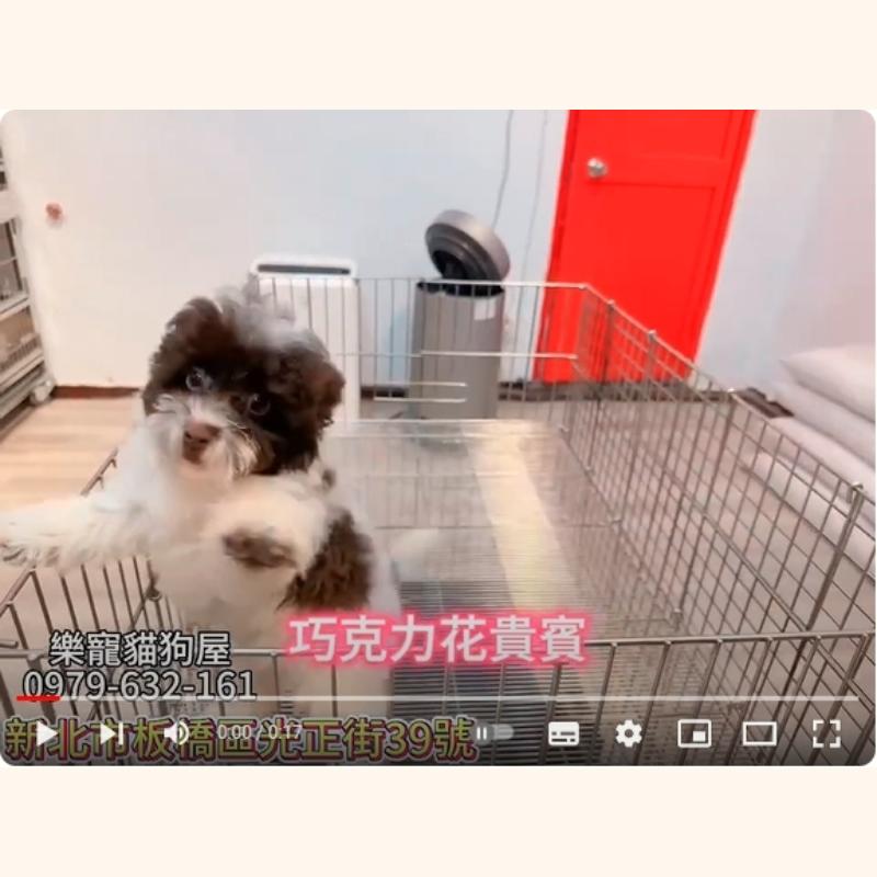 巧克力花貴賓,貴賓,