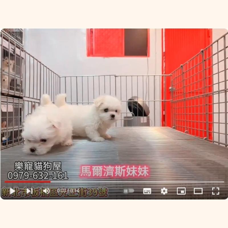 馬爾濟斯妹妹,馬爾濟