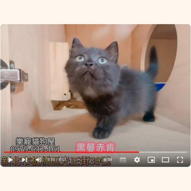 黑曼赤肯,曼赤肯,曼