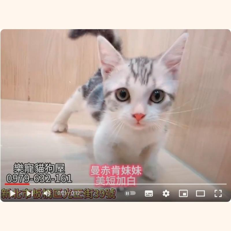 曼赤肯妹妹,曼赤肯,曼赤肯幼貓