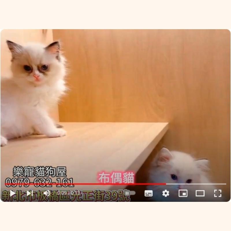 布偶貓,布偶幼貓