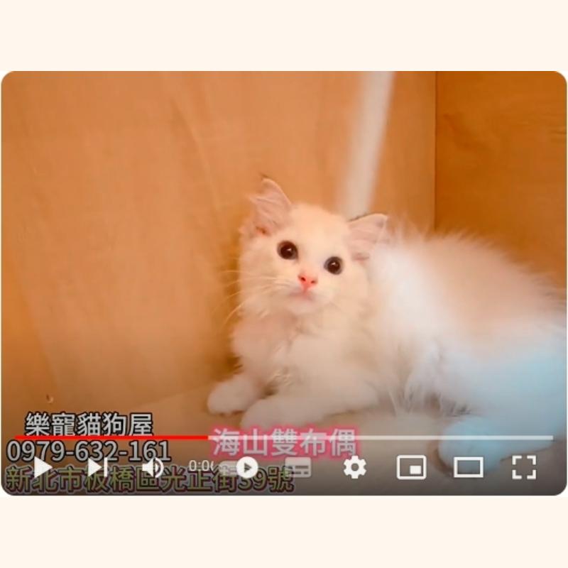 海山雙布偶,布偶貓,布偶幼貓