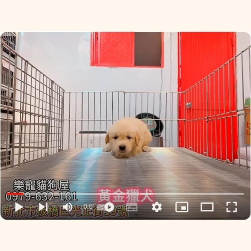 黃金獵犬