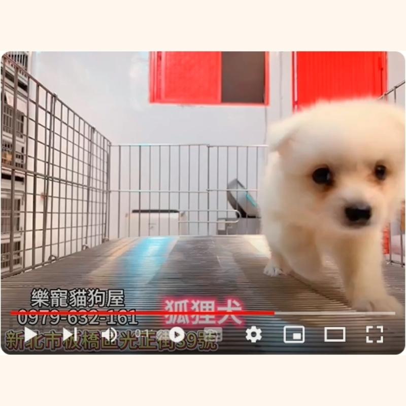 狐狸犬,狐狸犬幼犬