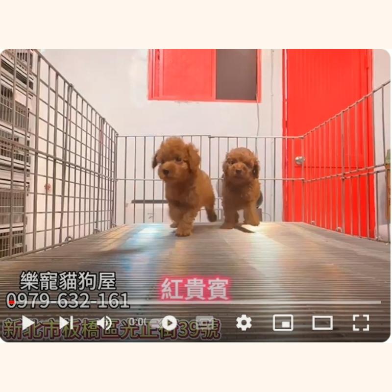 紅貴賓,貴賓,貴賓幼犬