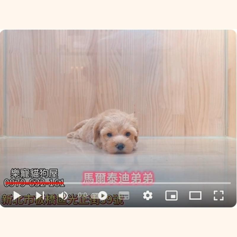 馬爾泰迪弟弟