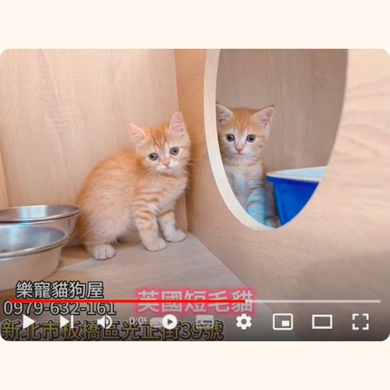 英國短毛貓,英短,英短幼貓