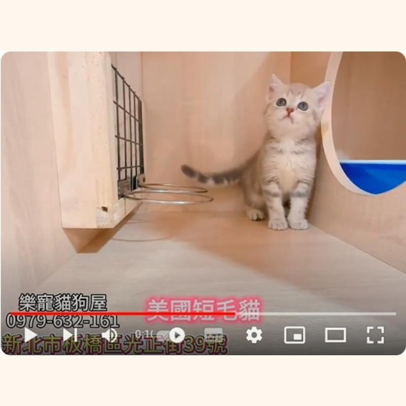 美國短毛貓,美短,美短幼貓
