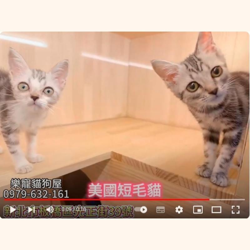 美國短毛貓,美短,美短幼貓
