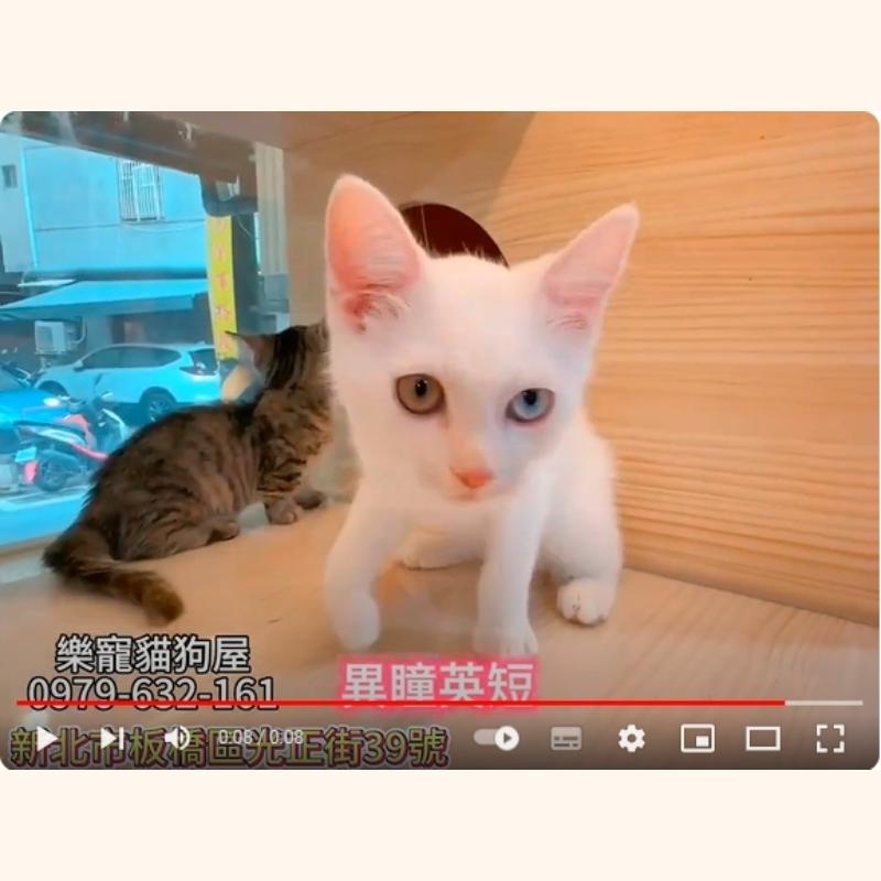 異瞳英短,英短,英短幼貓