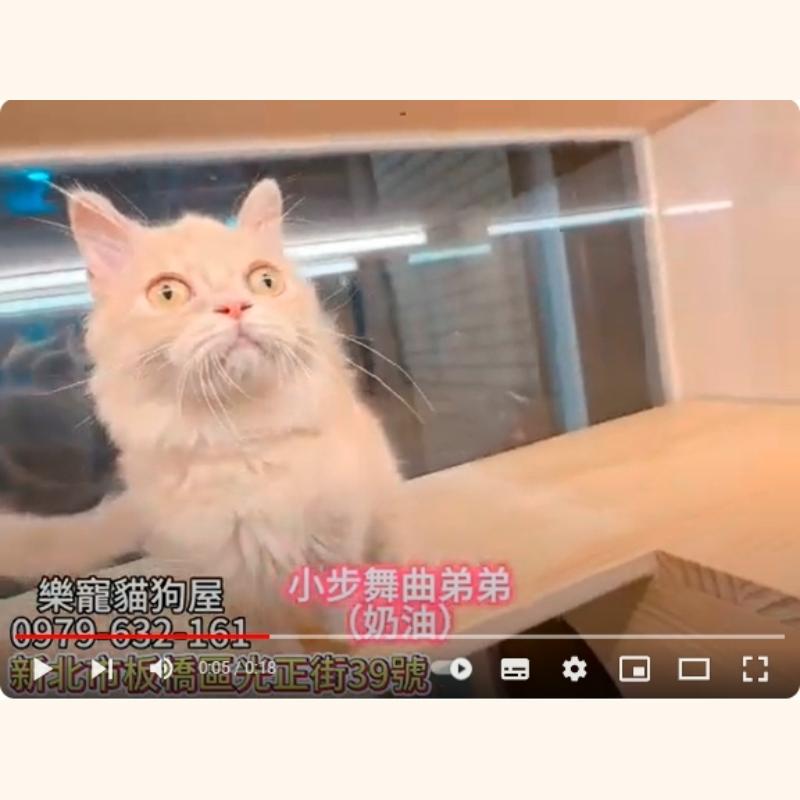 小步舞曲弟弟 奶油,