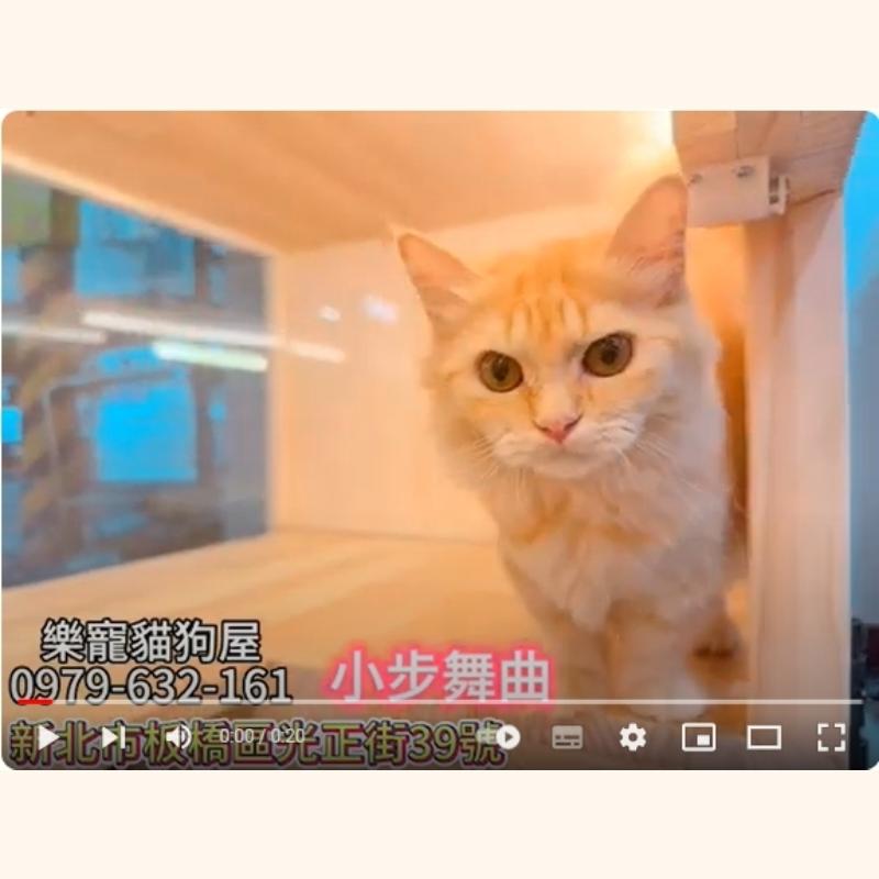 小步舞曲,小步舞曲幼