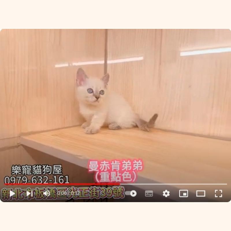 曼赤肯弟弟 重點色,