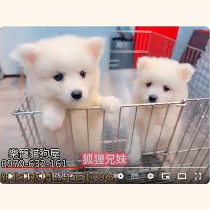 狐狸兄妹