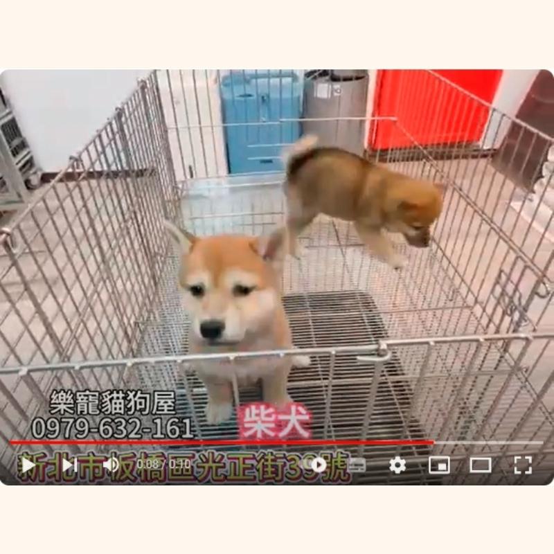 柴犬,柴犬幼犬