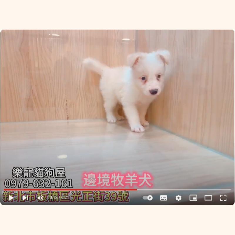 邊境母羊犬,牧羊犬幼犬