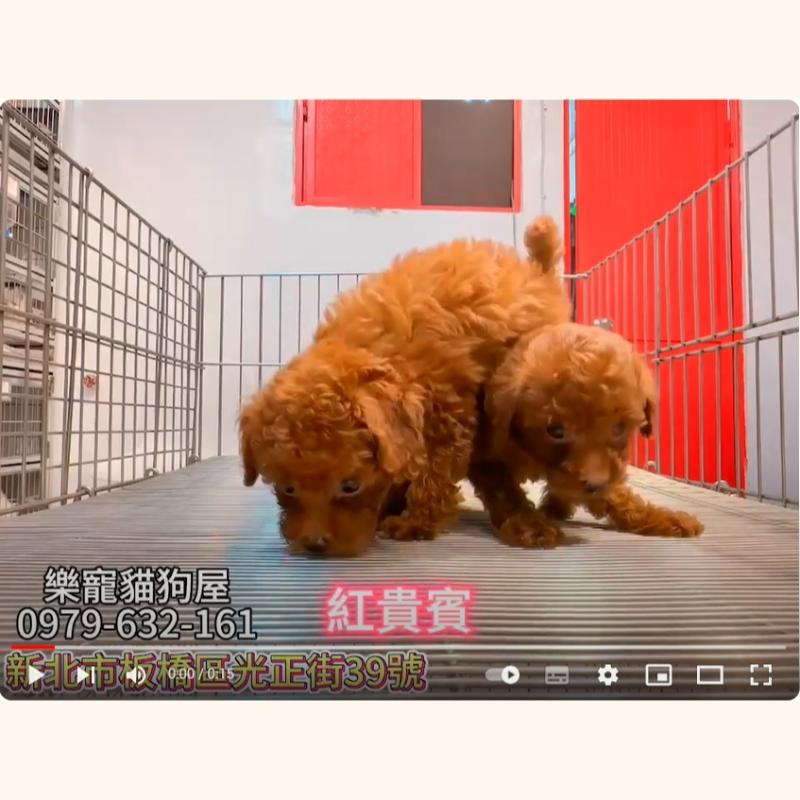 紅貴賓,貴賓狗,貴賓幼犬