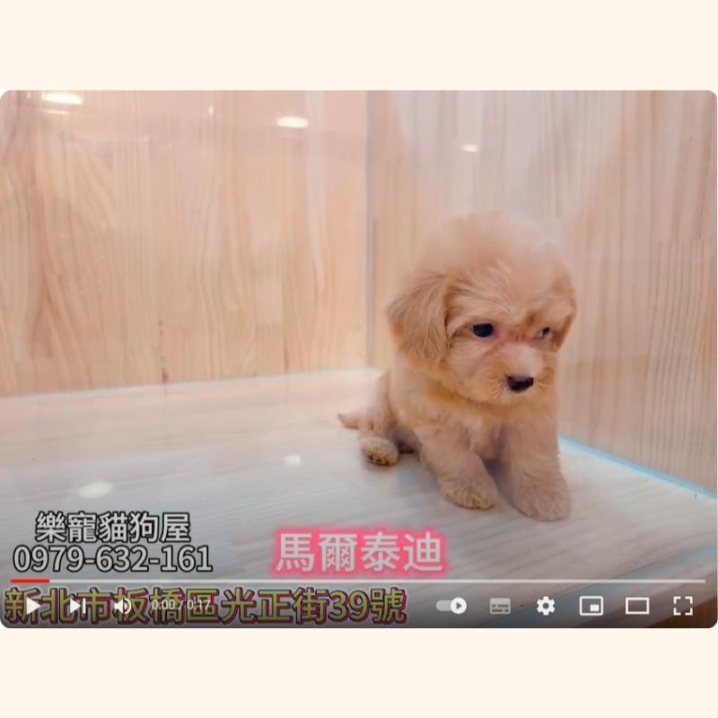馬爾泰迪,馬爾濟斯