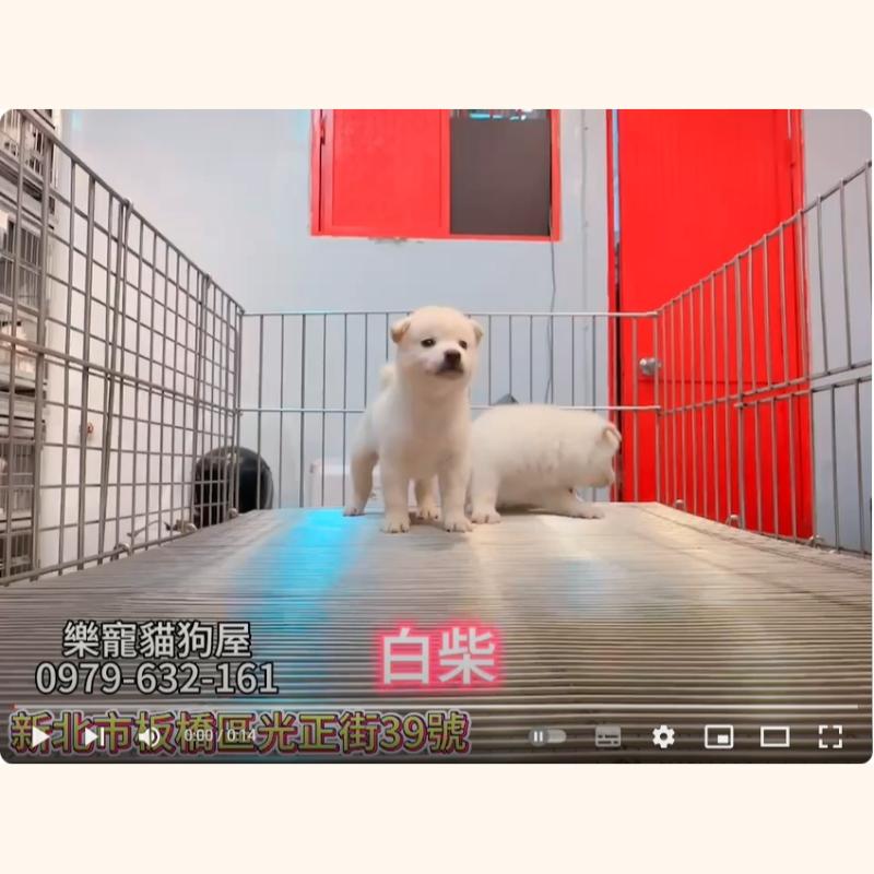 白柴,柴犬