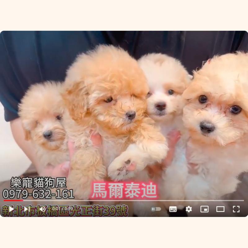 馬爾泰迪