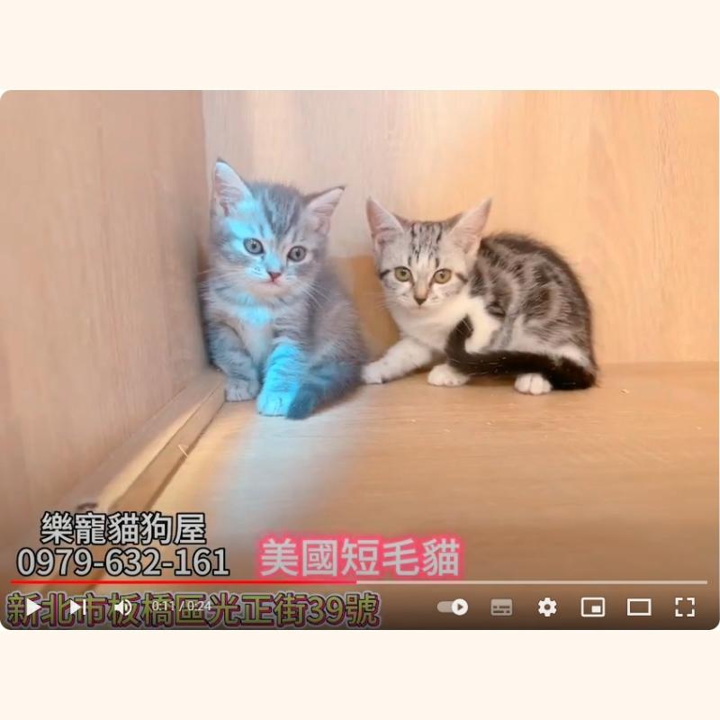 英國短毛貓,英短,英短幼貓