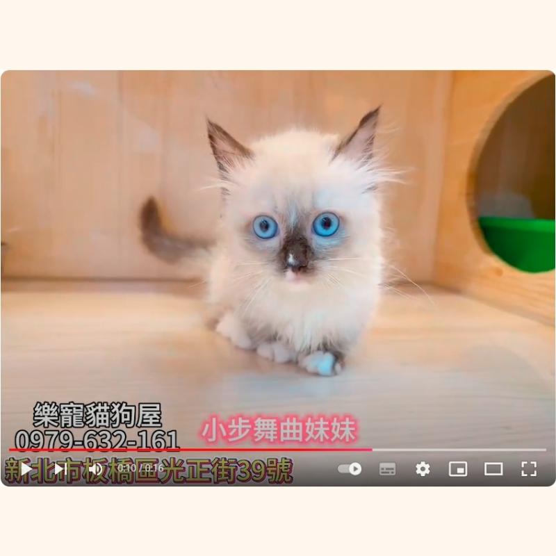 小步舞曲妹妹,小步舞曲,小步舞曲幼貓