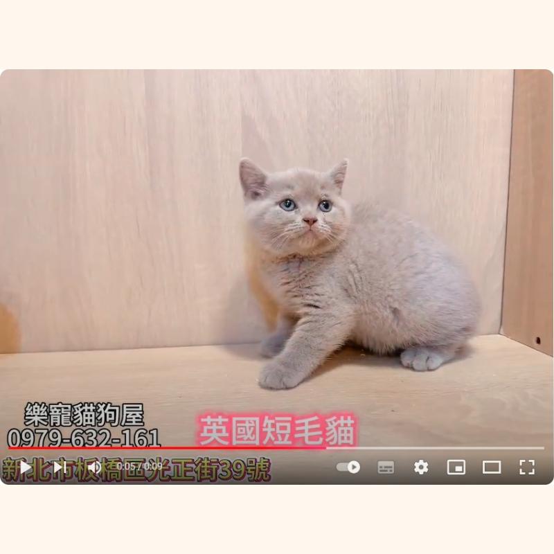 英國短毛貓