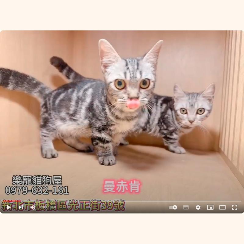 曼赤肯幼貓