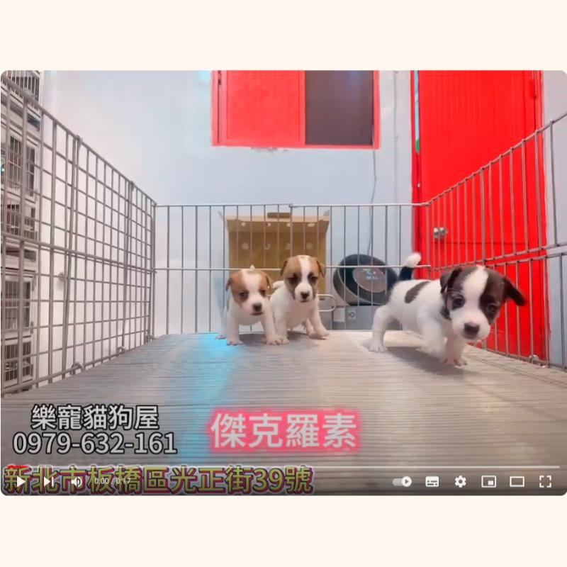 傑克羅素