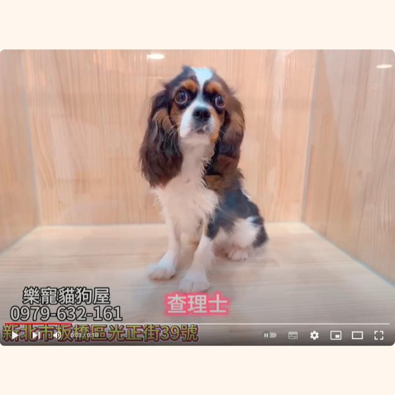 查理士
