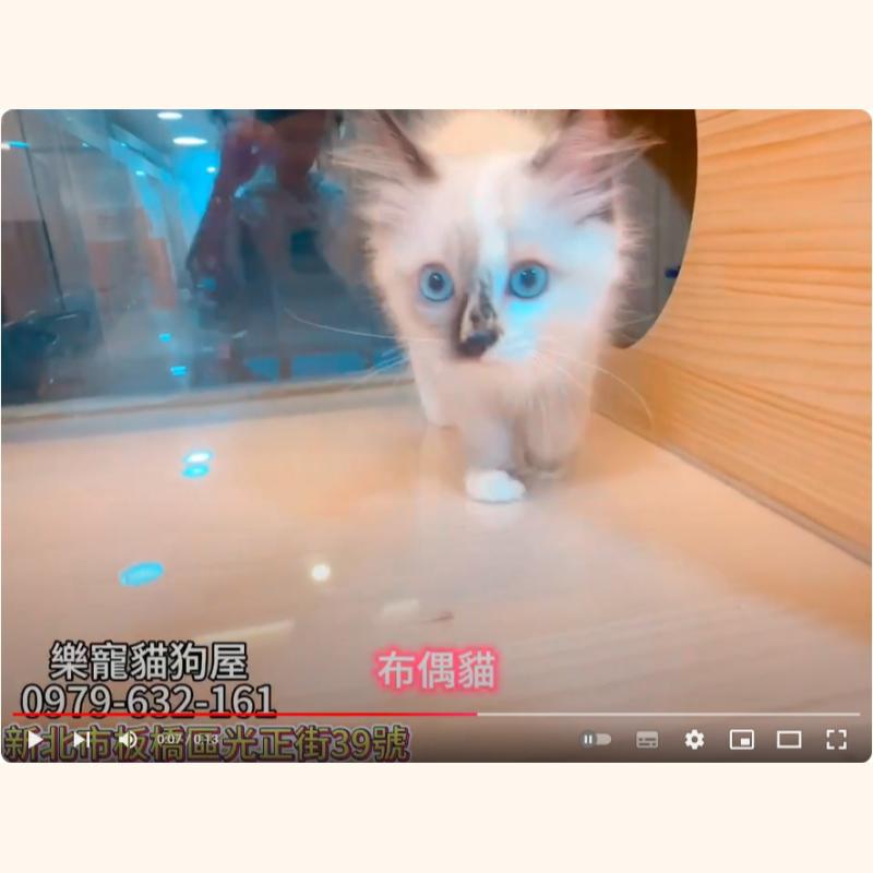 布偶貓,布偶貓幼貓