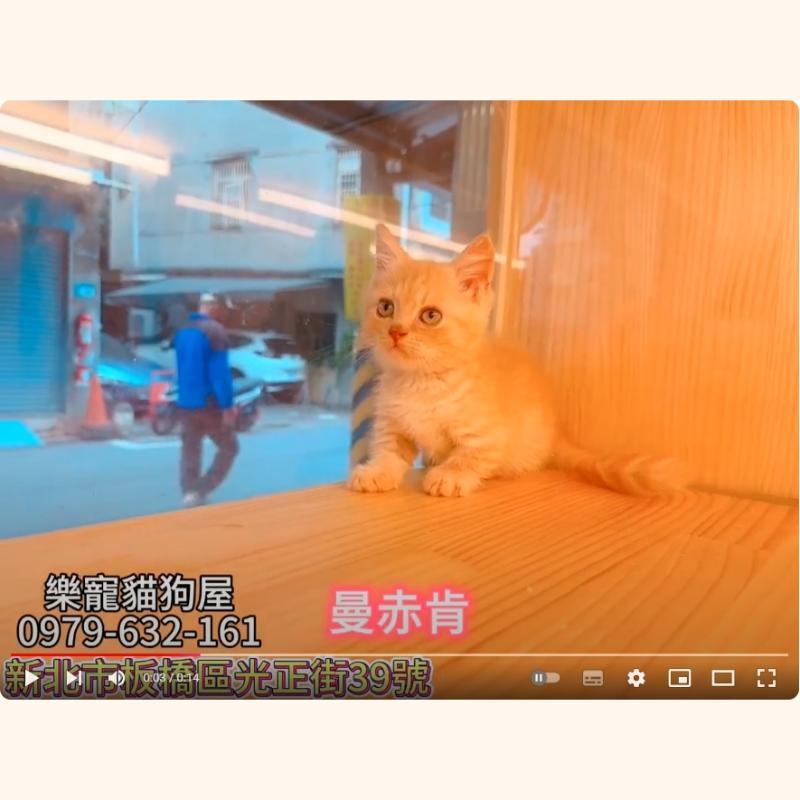 曼赤肯,曼赤肯幼貓