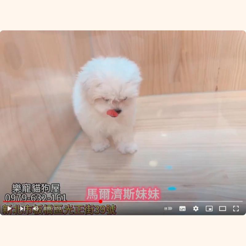 馬爾濟斯妹妹,馬爾濟斯,馬爾濟斯幼犬