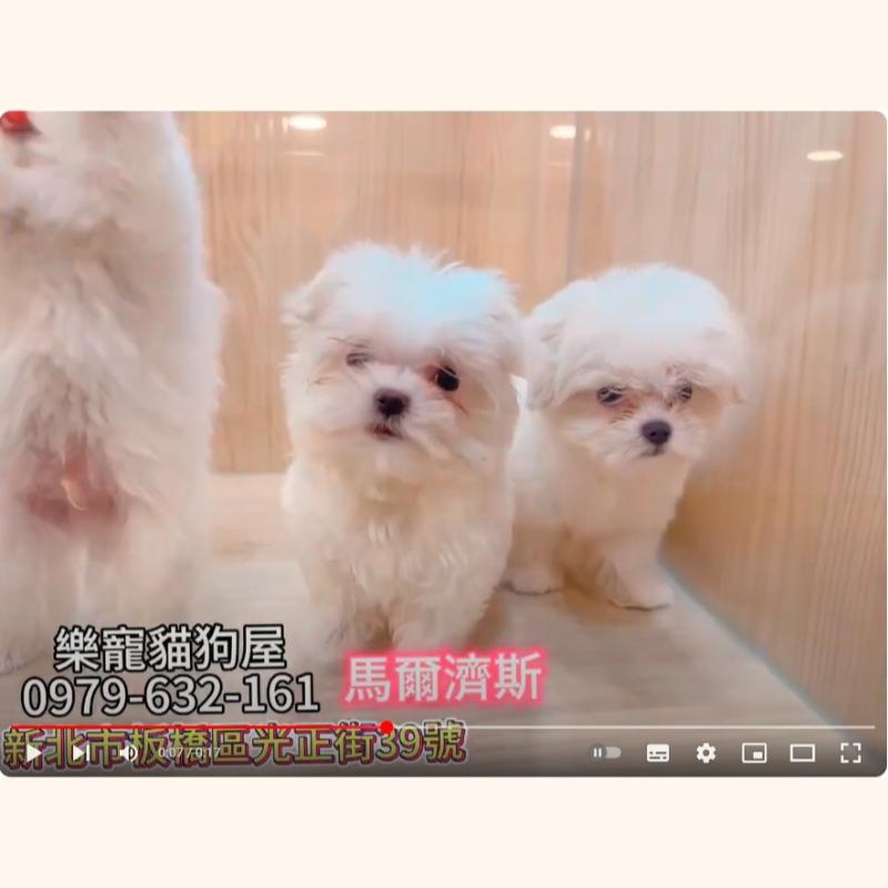 馬爾濟斯,馬爾濟斯幼犬
