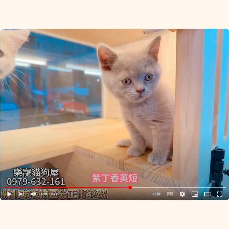 紫丁香英短,英短,英短幼貓