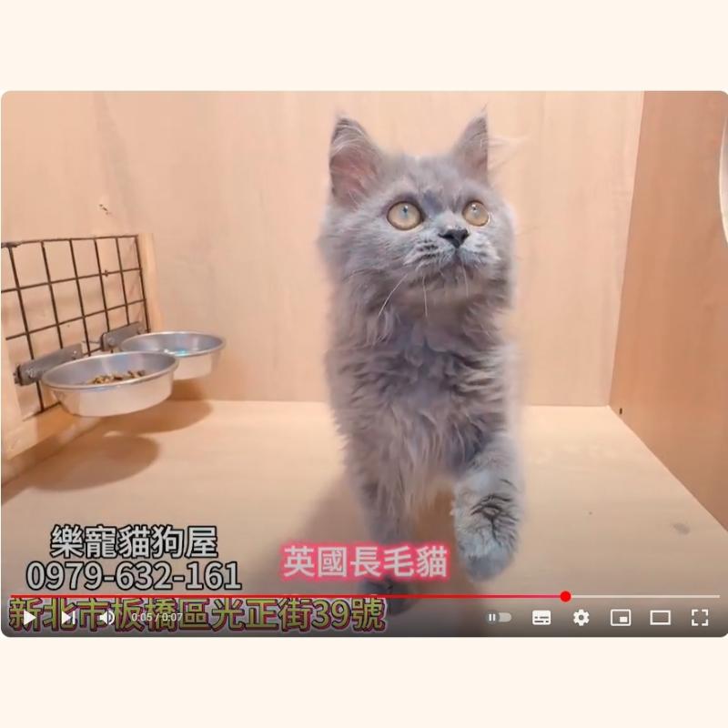 英國長毛貓,英長,英長幼貓